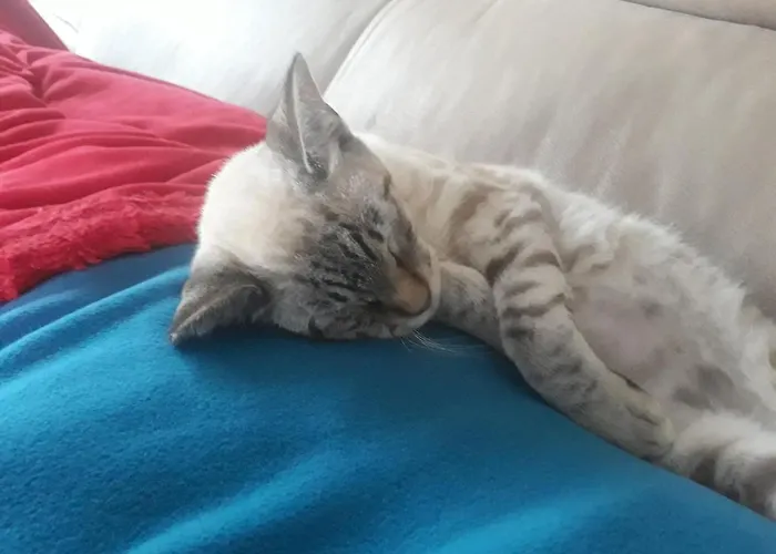 Volcan Capellania Дом отдыха