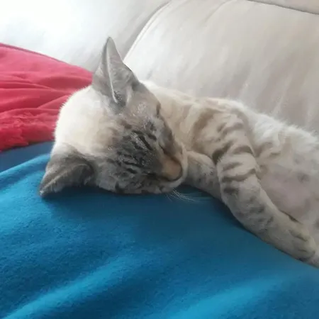 Volcan Capellania Prázdninový dům