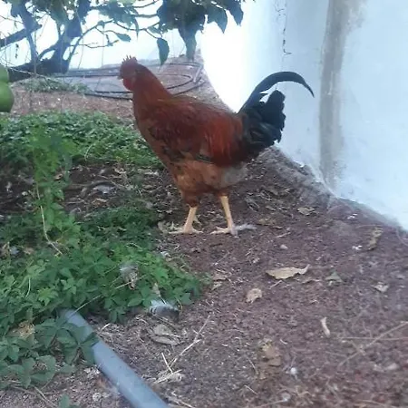 Prázdninový dům Volcan Capellania *