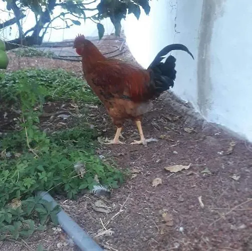 Casa de Férias Volcán Capellania *